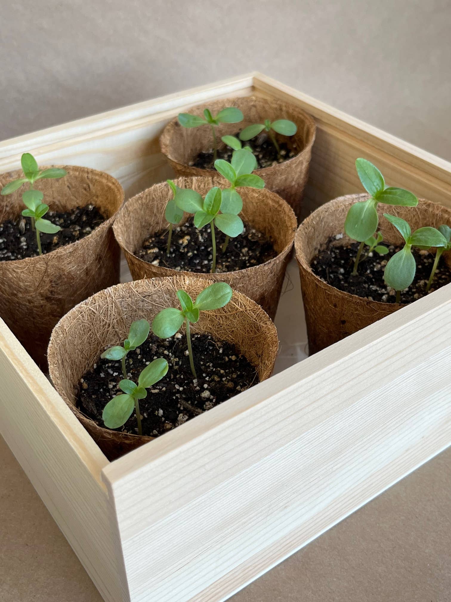 Flower Cutting Garden Box