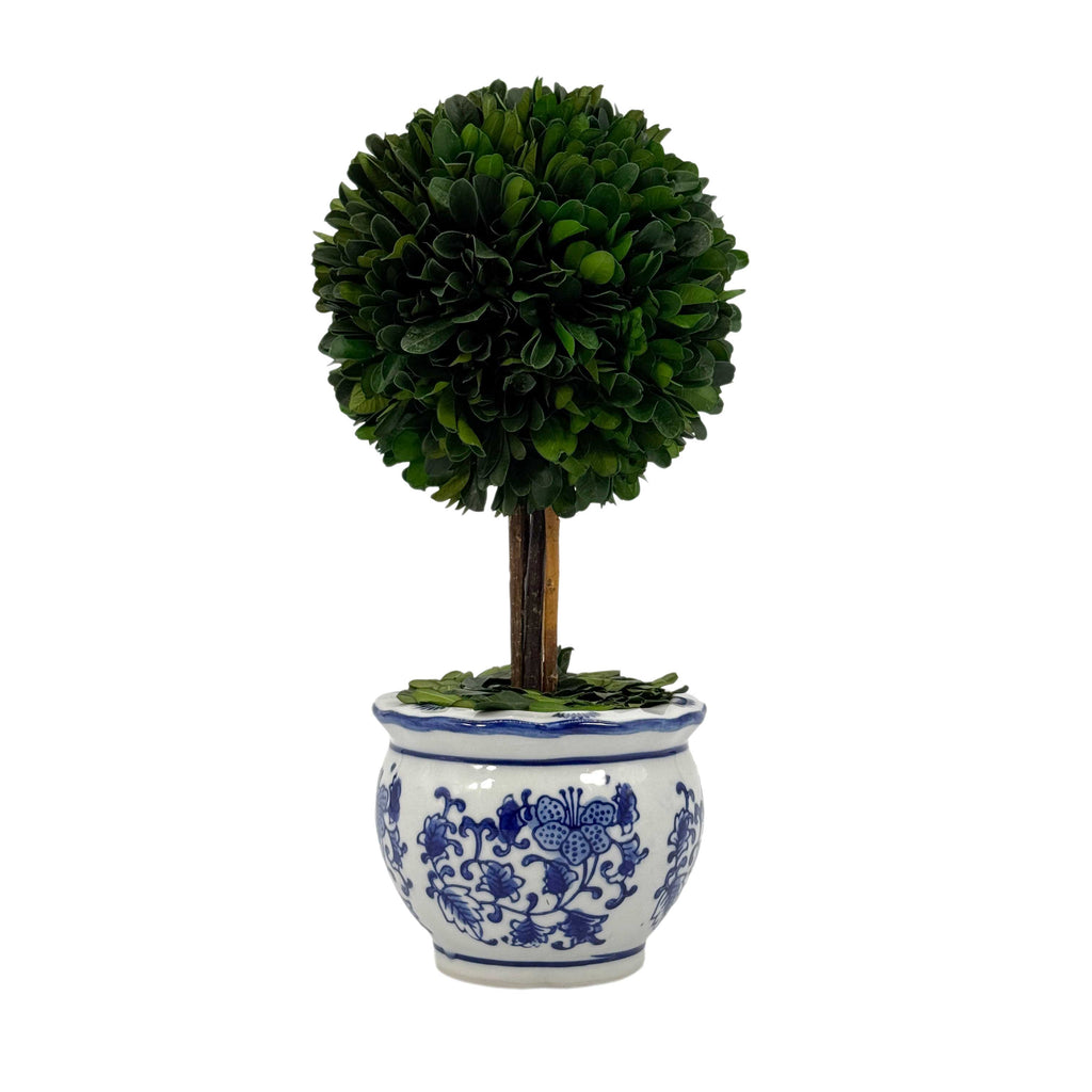 Boxwood Ball Topiary Tree in Round Blue & White Ceramic Pot