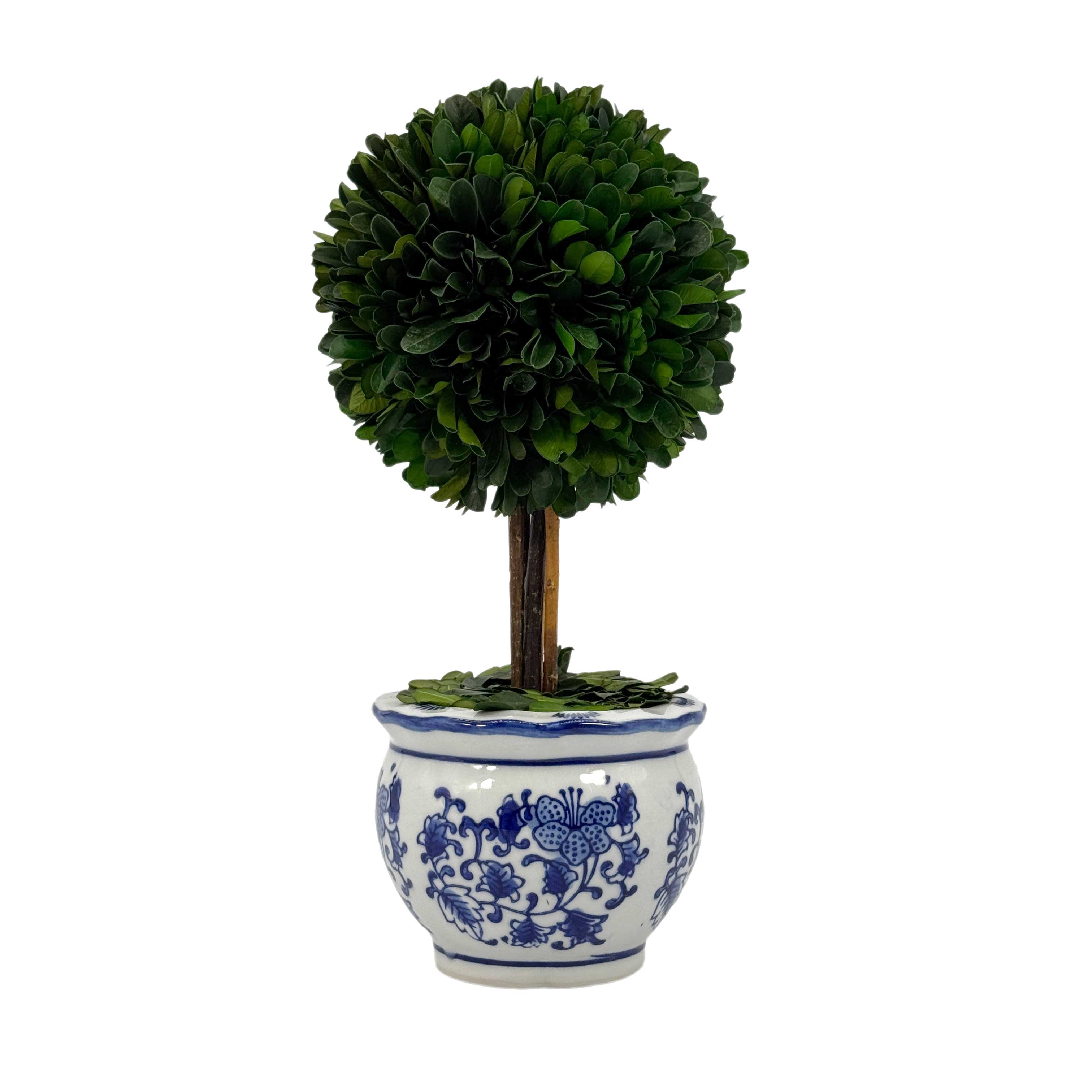 Boxwood Ball Topiary Tree in Round Blue & White Ceramic Pot