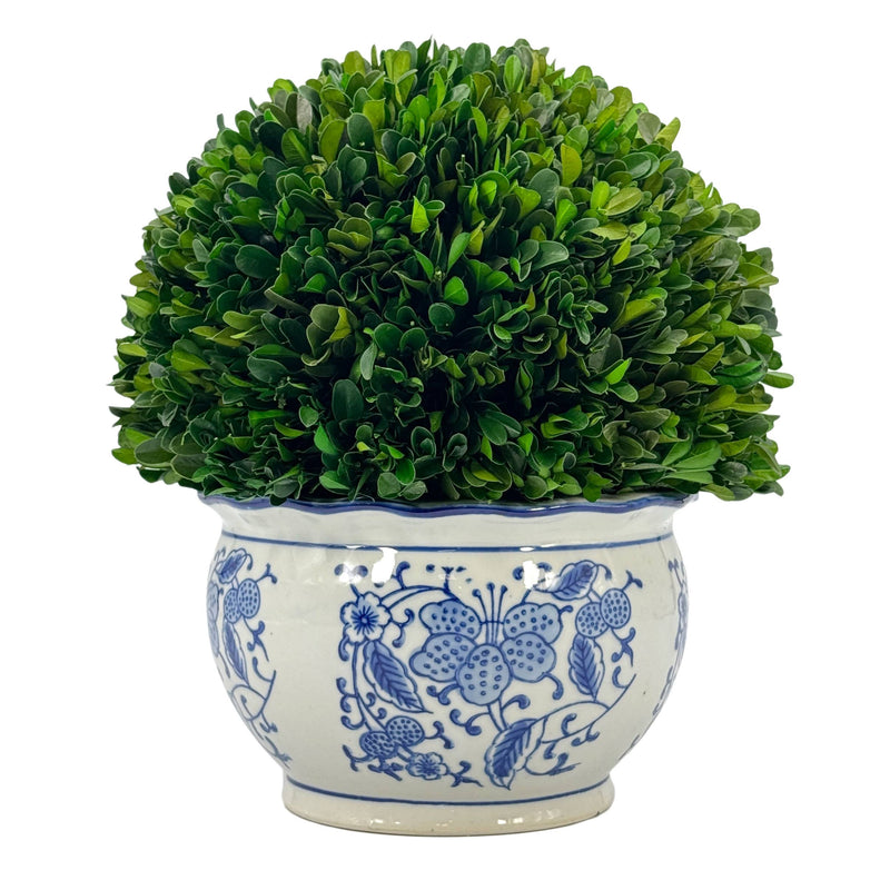 Boxwood Ball in Blue & White Ceramic Pot