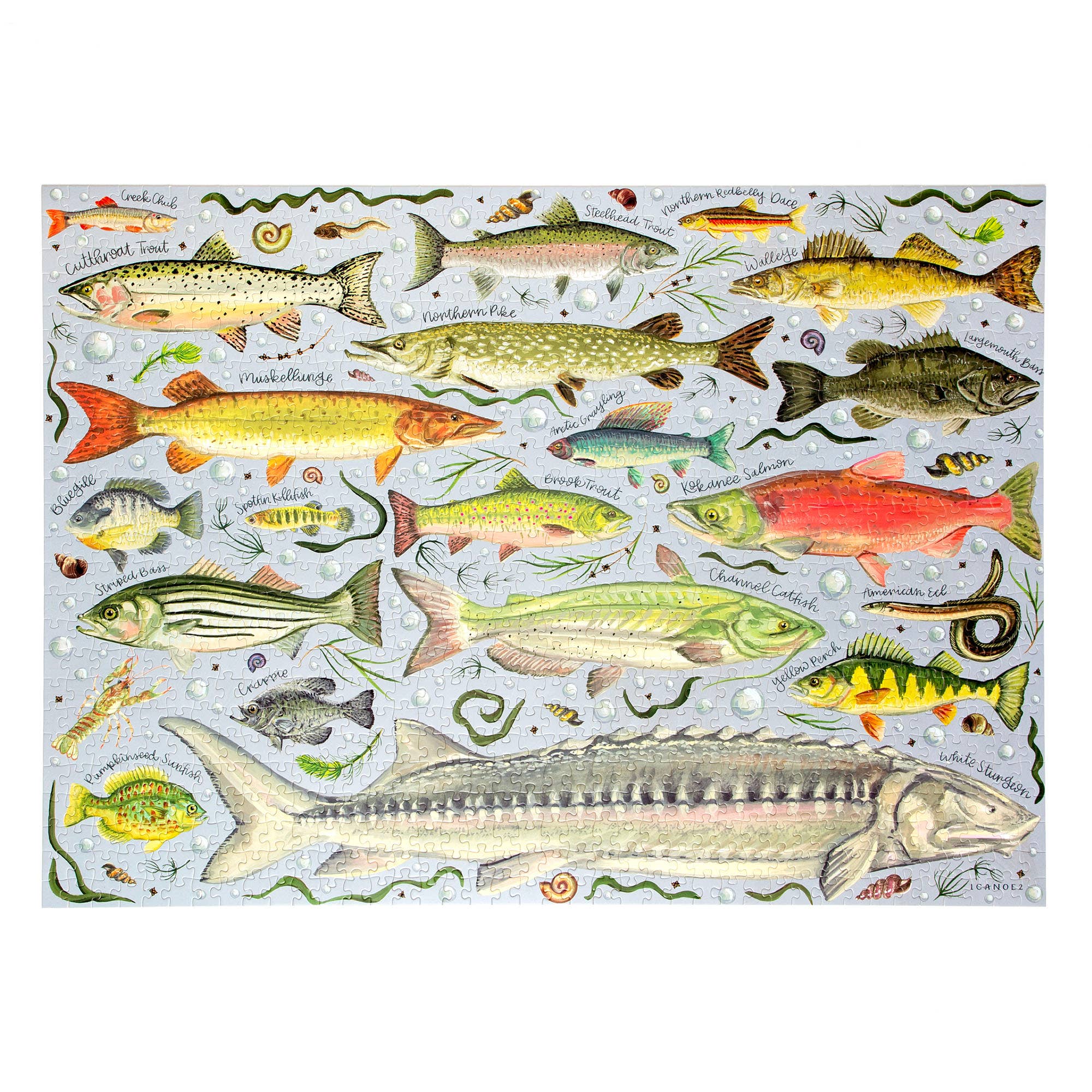 Freshwater Fish Jigsaw Puzzle