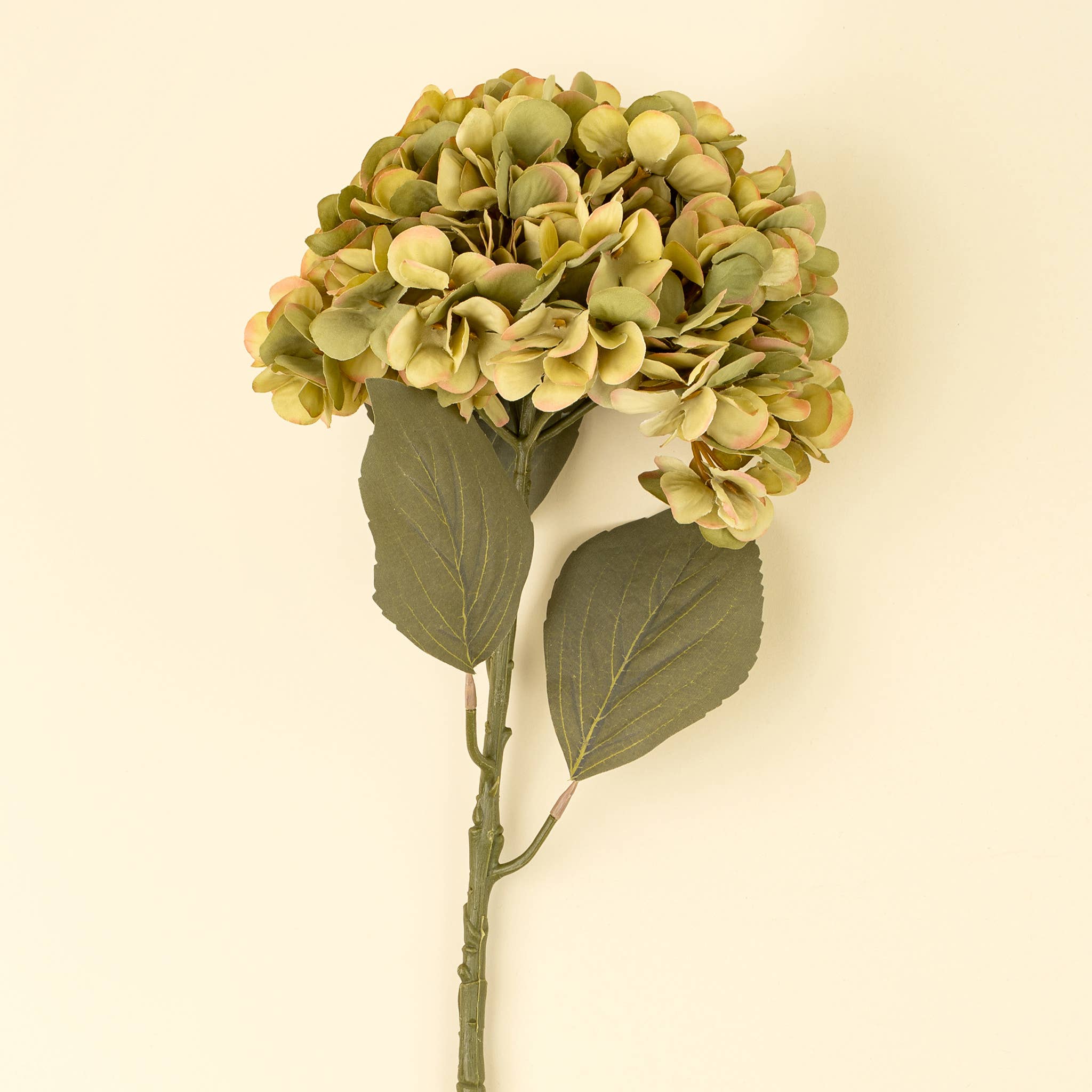 Green Faded Hydrangea Stem