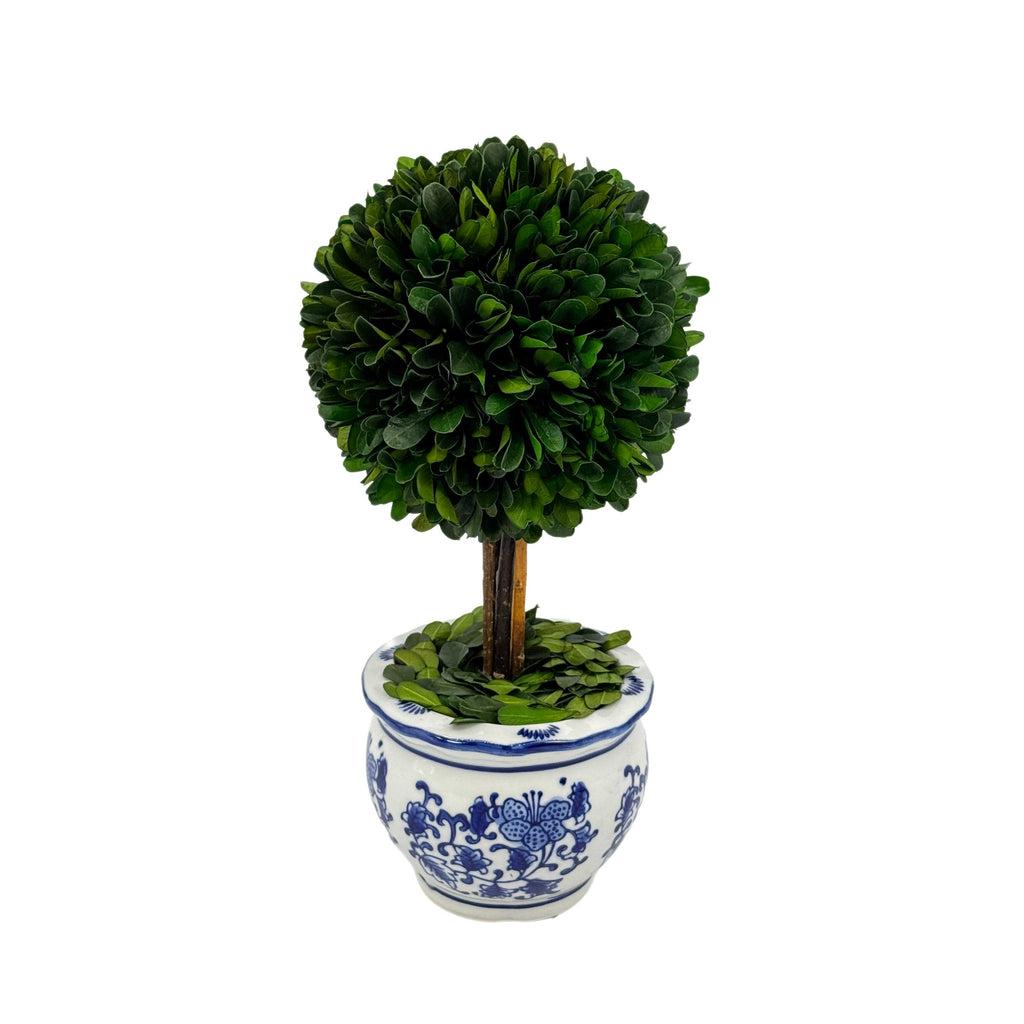 Boxwood Ball Topiary Tree in Round Blue & White Ceramic Pot