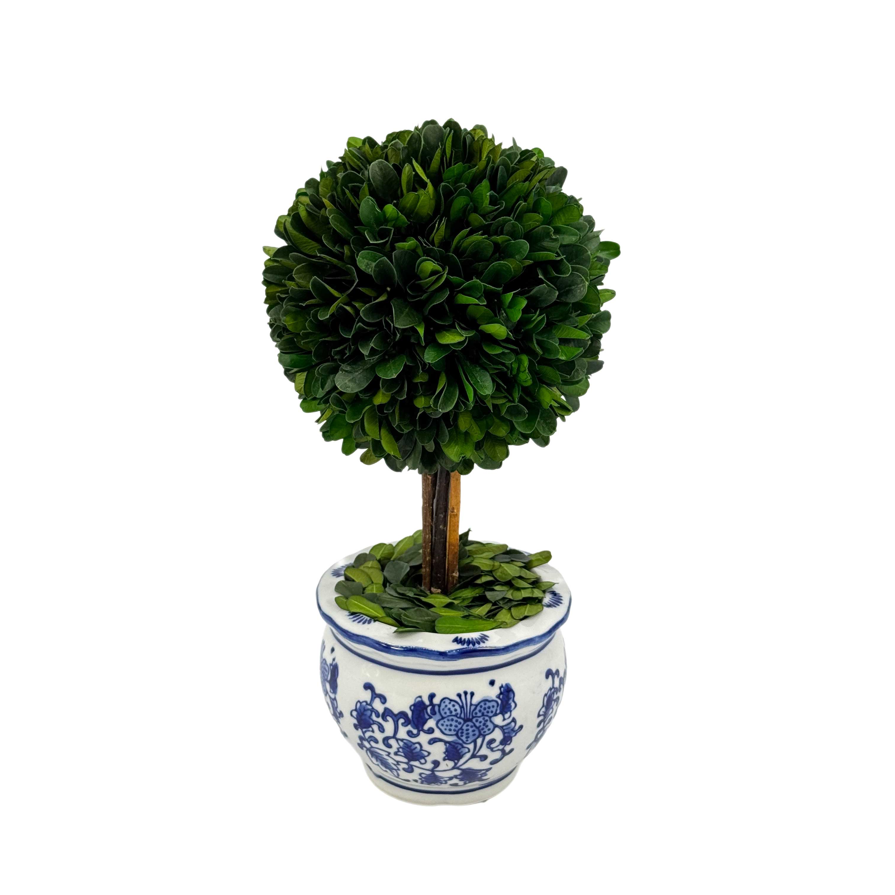 Boxwood Ball Topiary Tree in Round Blue & White Ceramic Pot