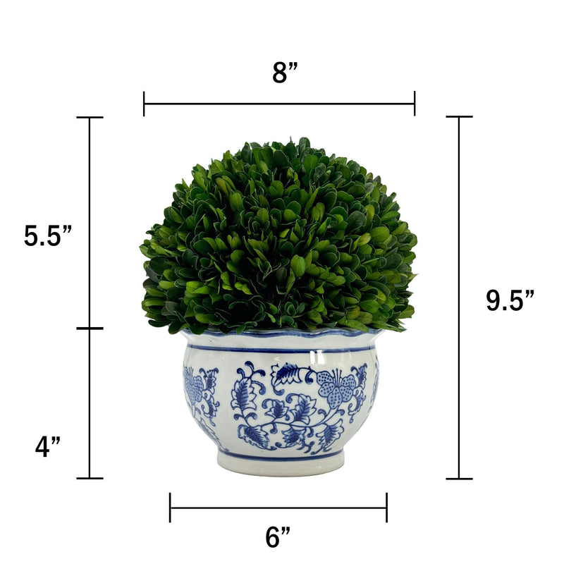 Boxwood Ball in Blue & White Ceramic Pot