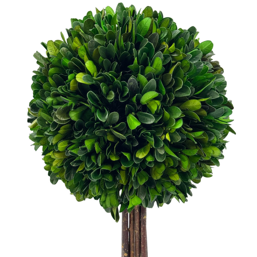 Boxwood Ball Topiary Tree in Round Blue & White Ceramic Pot