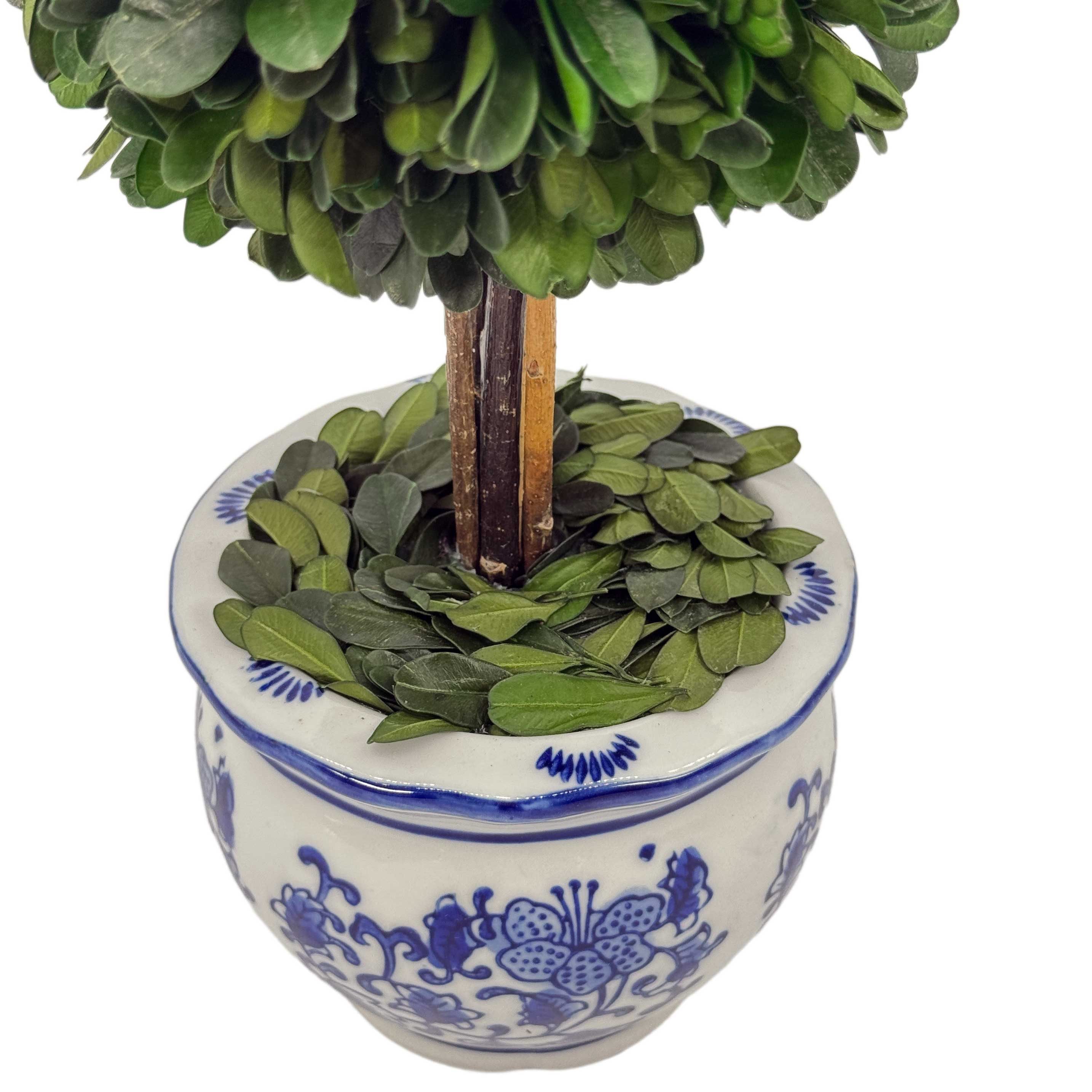 Boxwood Ball Topiary Tree in Round Blue & White Ceramic Pot