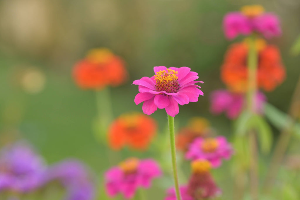 Flower Cutting Garden Box