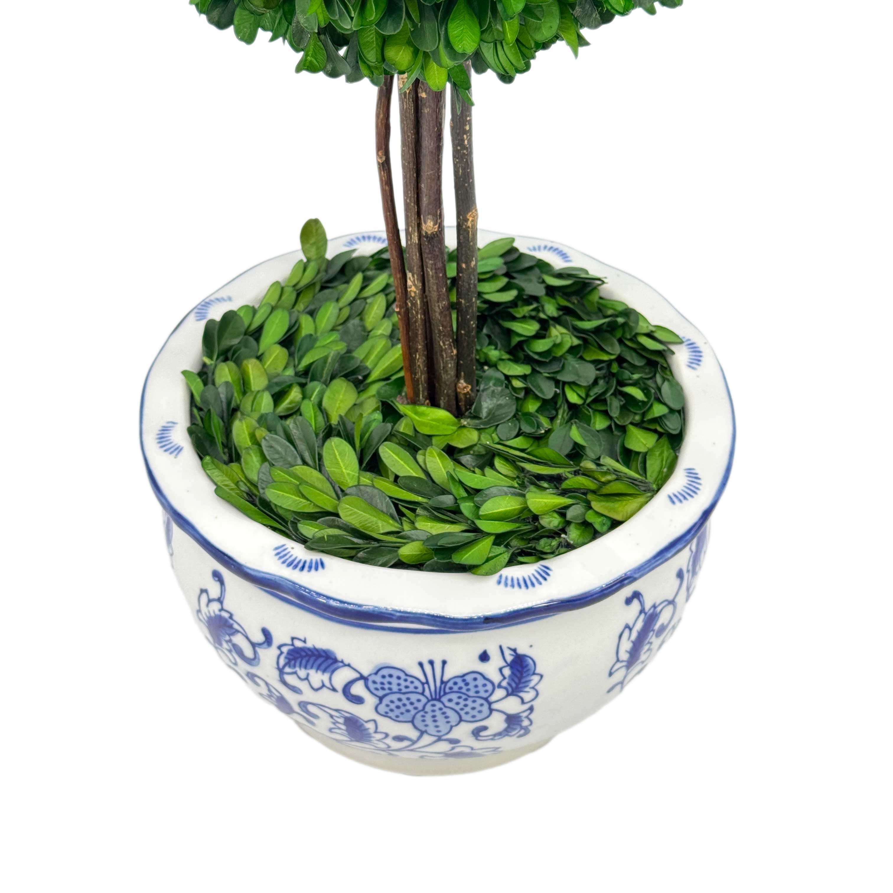 Boxwood Ball Topiary Tree in Round Blue & White Ceramic Pot