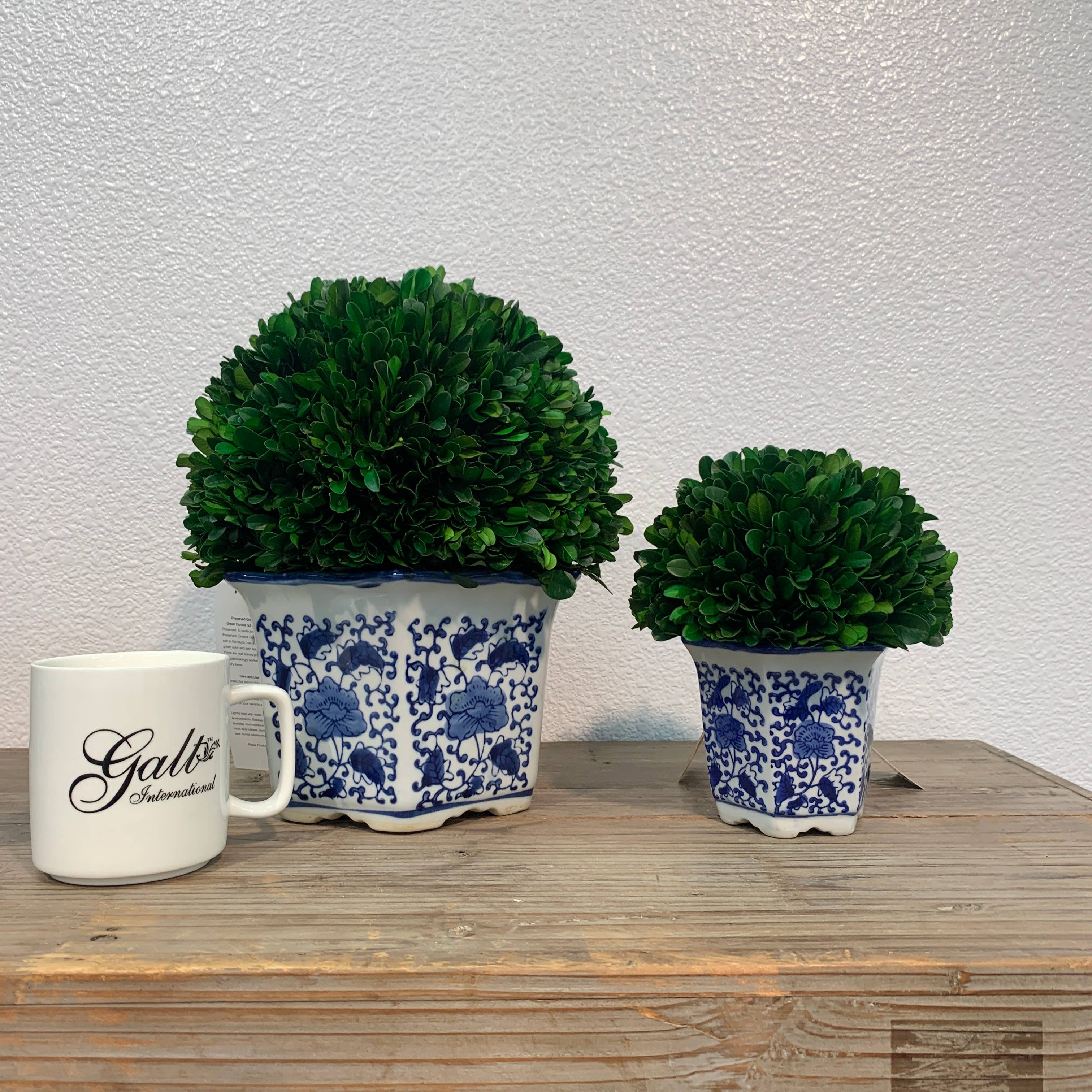 Boxwood Ball Topiary in Hexagon Blue & White Ceramic Pot