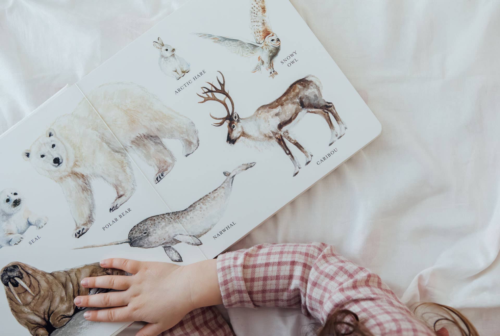 Our Big Book of Animals Board Book