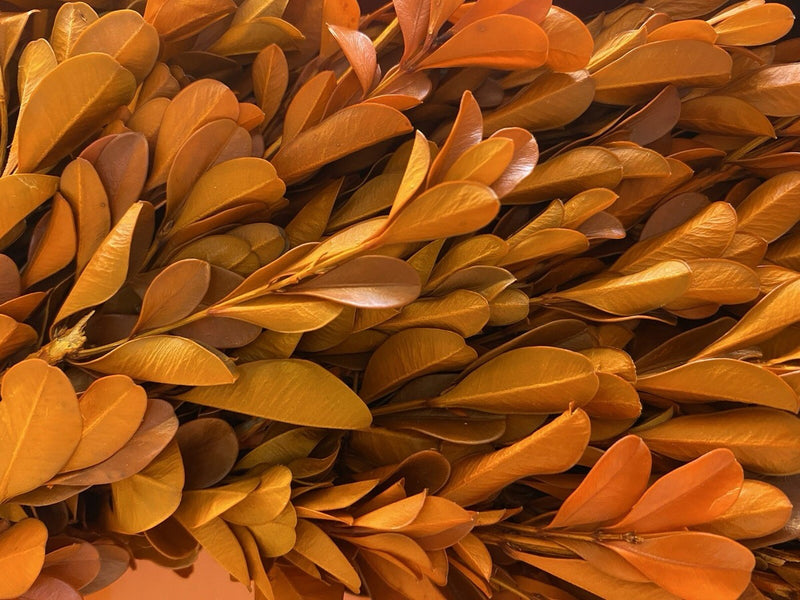 Orange Preserved Boxwood Wreath