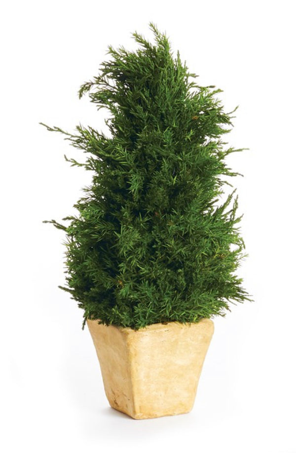 Cypress Cone Topiary in Pot 12"
