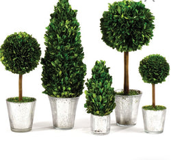 Small Boxwood Topiary in Mercury Glass Pot, Asst. Styles