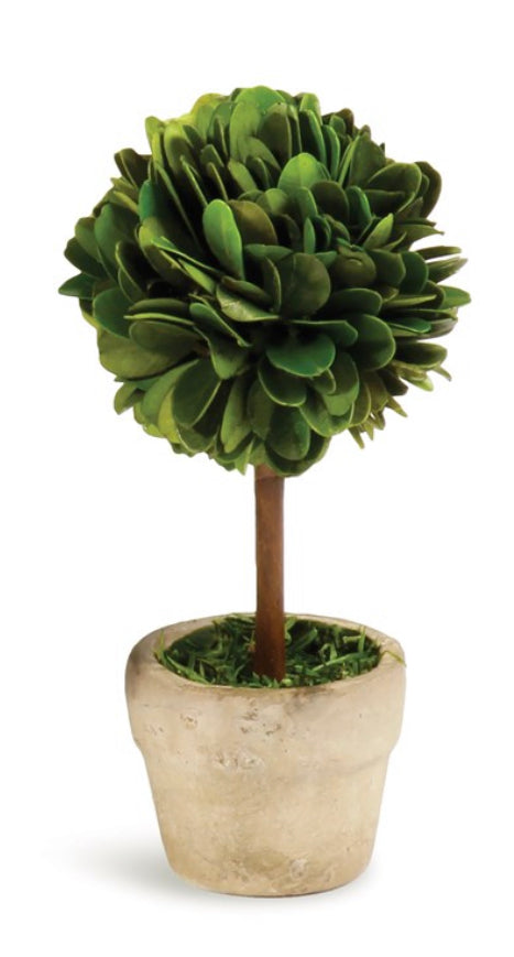Mini Boxwood Ball Topiary in Pot  6"