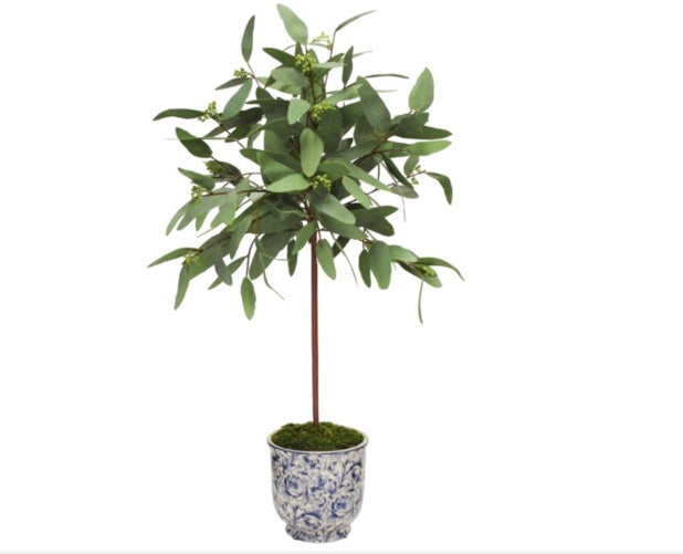Eucalyptus in Pot