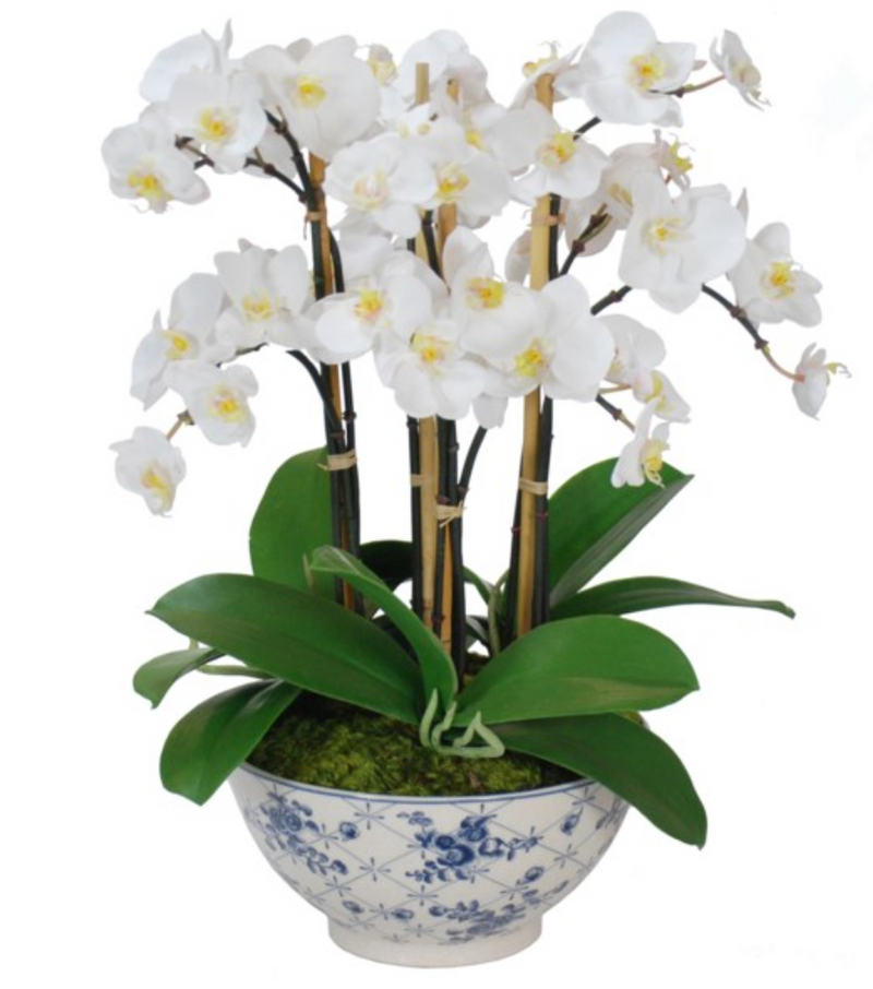 Orchid in Rose Trellis Bowl