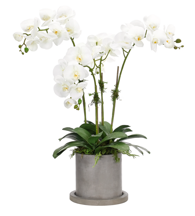 Orchid in Cement Pot