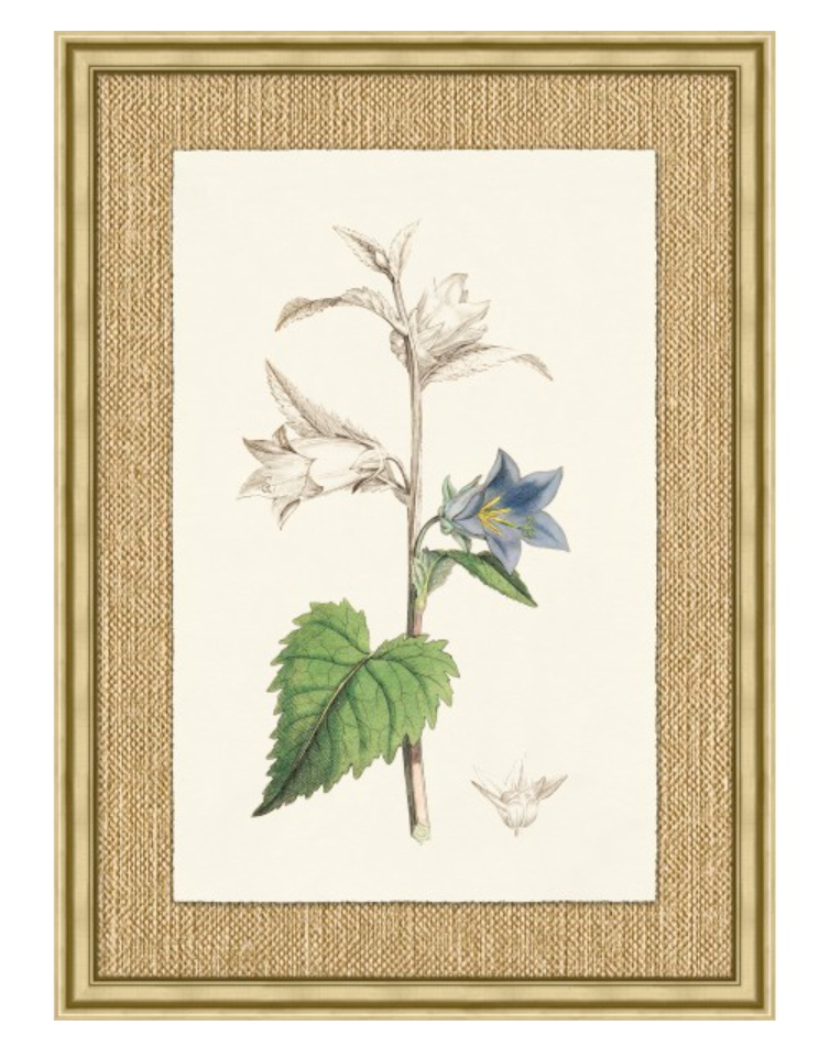 Revealing Color Botanical Series