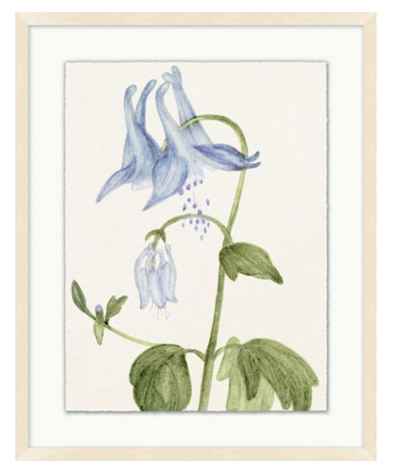 Vintage Floral Sketch Series