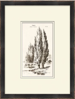 Vintage Tree Sketch Series