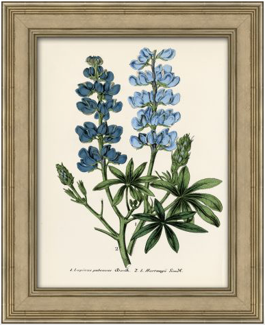 Blue Botanical Series