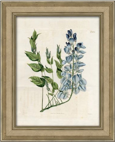 Blue Botanical Series