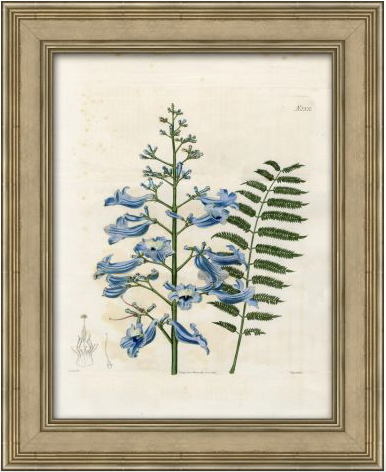Blue Botanical Series