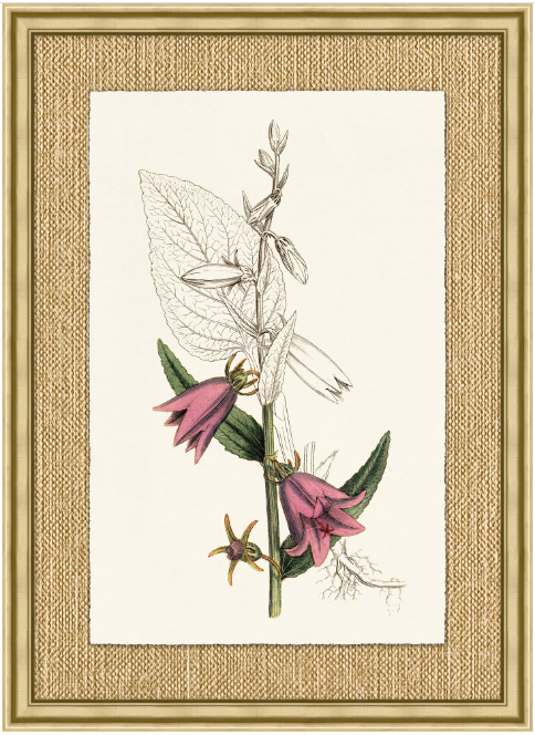 Revealing Color Botanical Series