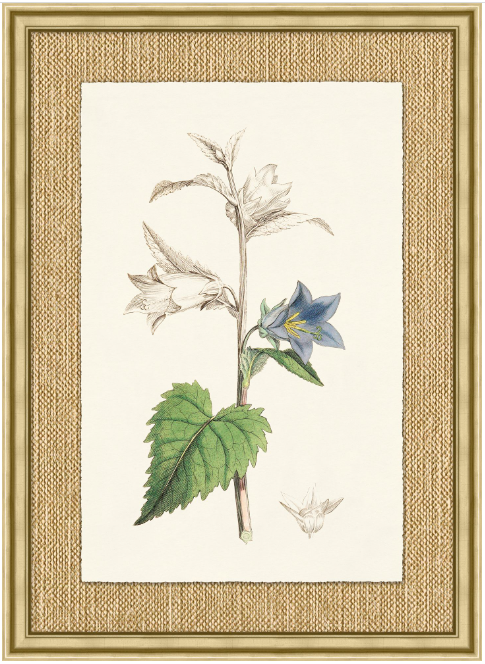 Revealing Color Botanical Series