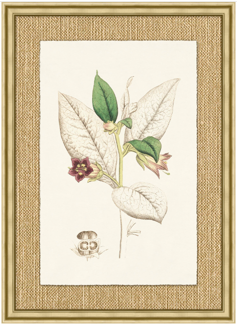 Revealing Color Botanical Series