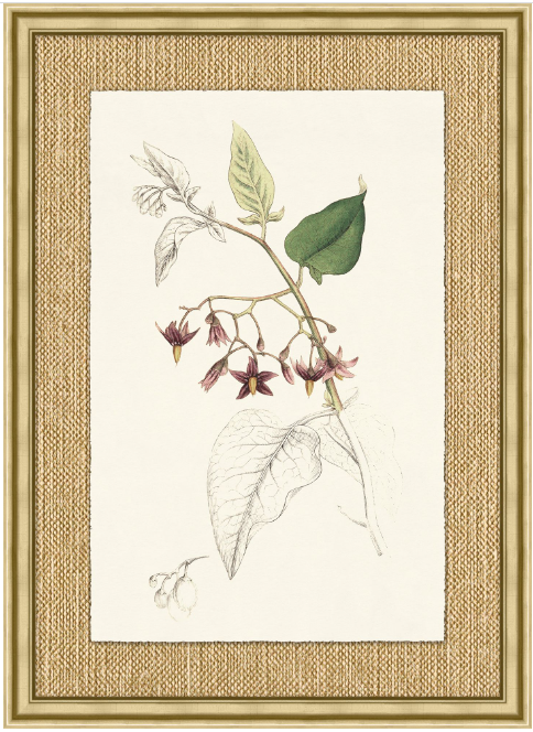 Revealing Color Botanical Series