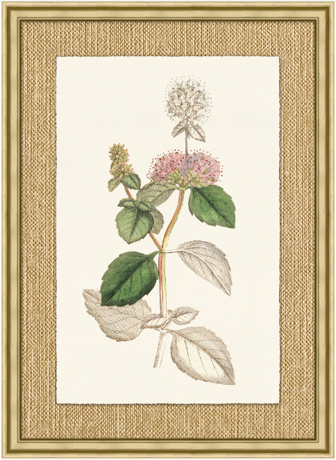 Revealing Color Botanical Series