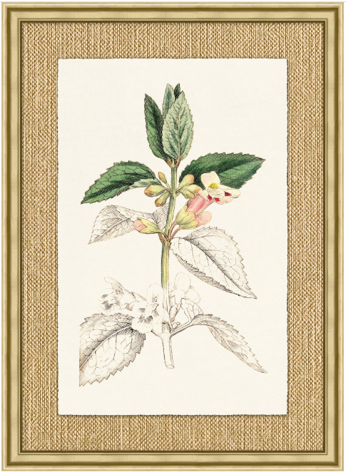 Revealing Color Botanical Series