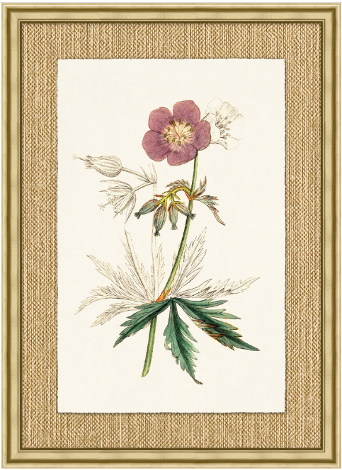 Revealing Color Botanical Series