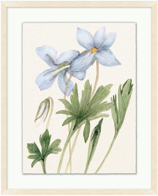 Vintage Floral Sketch Series