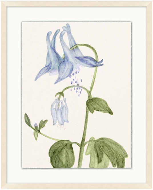 Vintage Floral Sketch Series