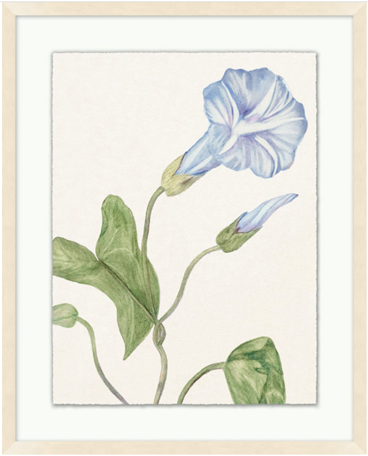 Vintage Floral Sketch Series