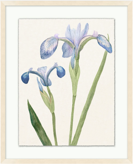 Vintage Floral Sketch Series