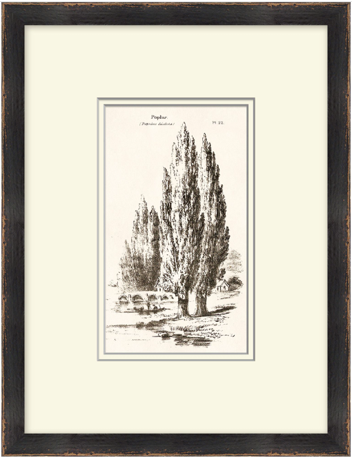 Vintage Tree Sketch Series