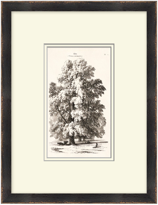 Vintage Tree Sketch Series