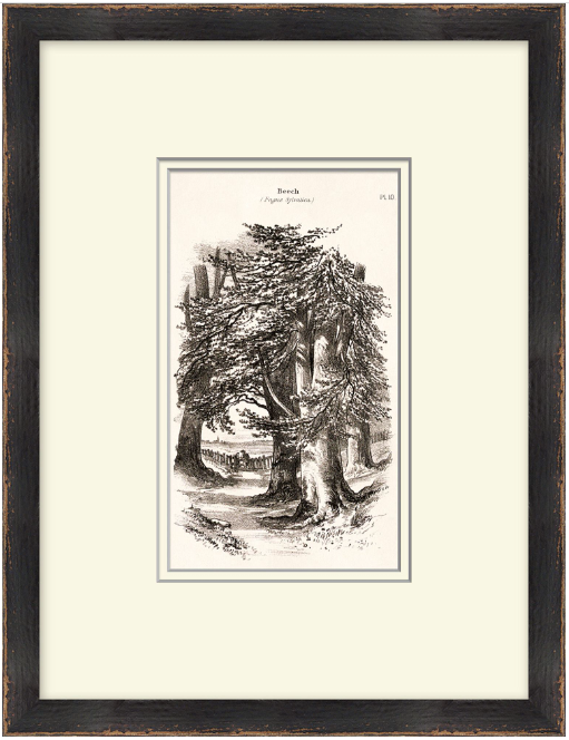 Vintage Tree Sketch Series