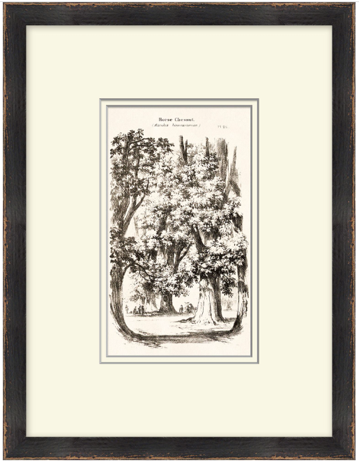 Vintage Tree Sketch Series