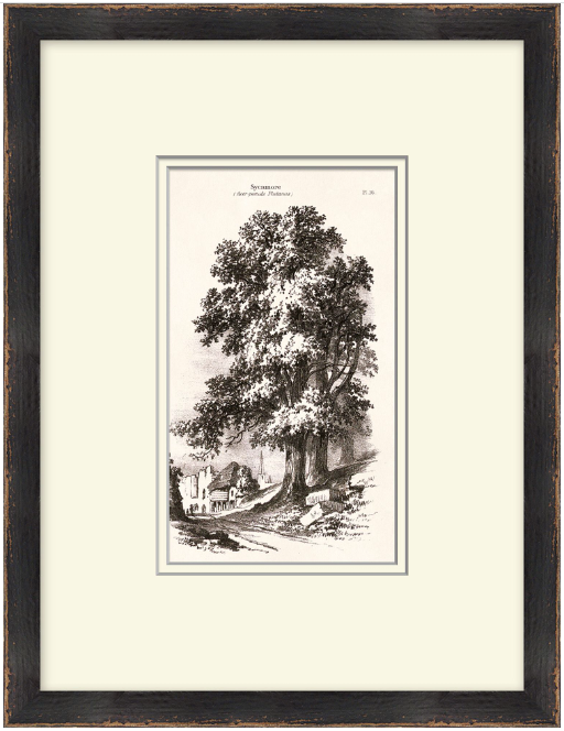 Vintage Tree Sketch Series