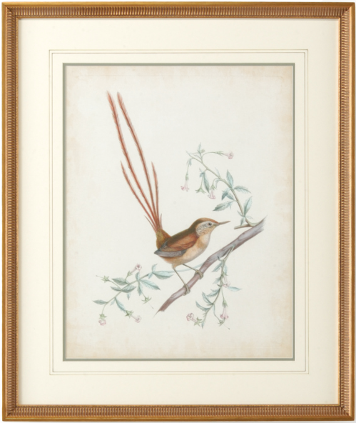 Delicate Birds Series