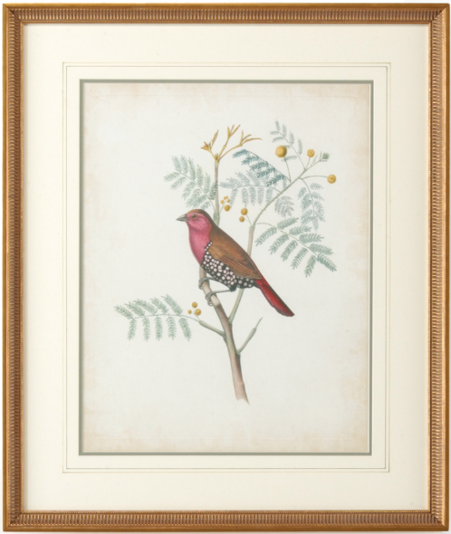 Delicate Birds Series