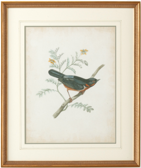 Delicate Birds Series