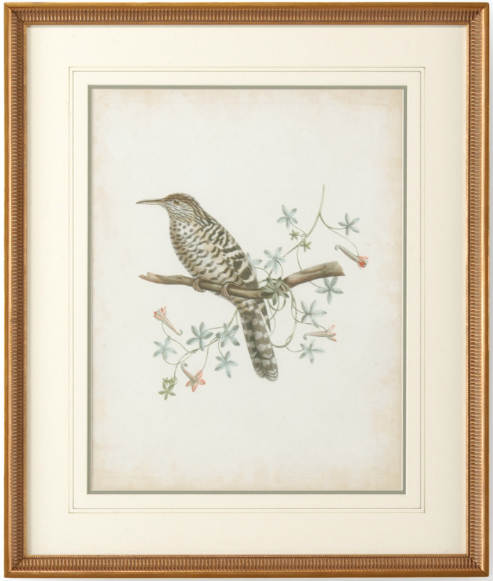 Delicate Birds Series