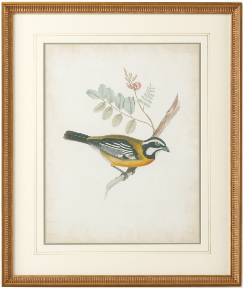 Delicate Birds Series