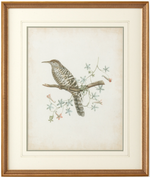 Delicate Birds Series